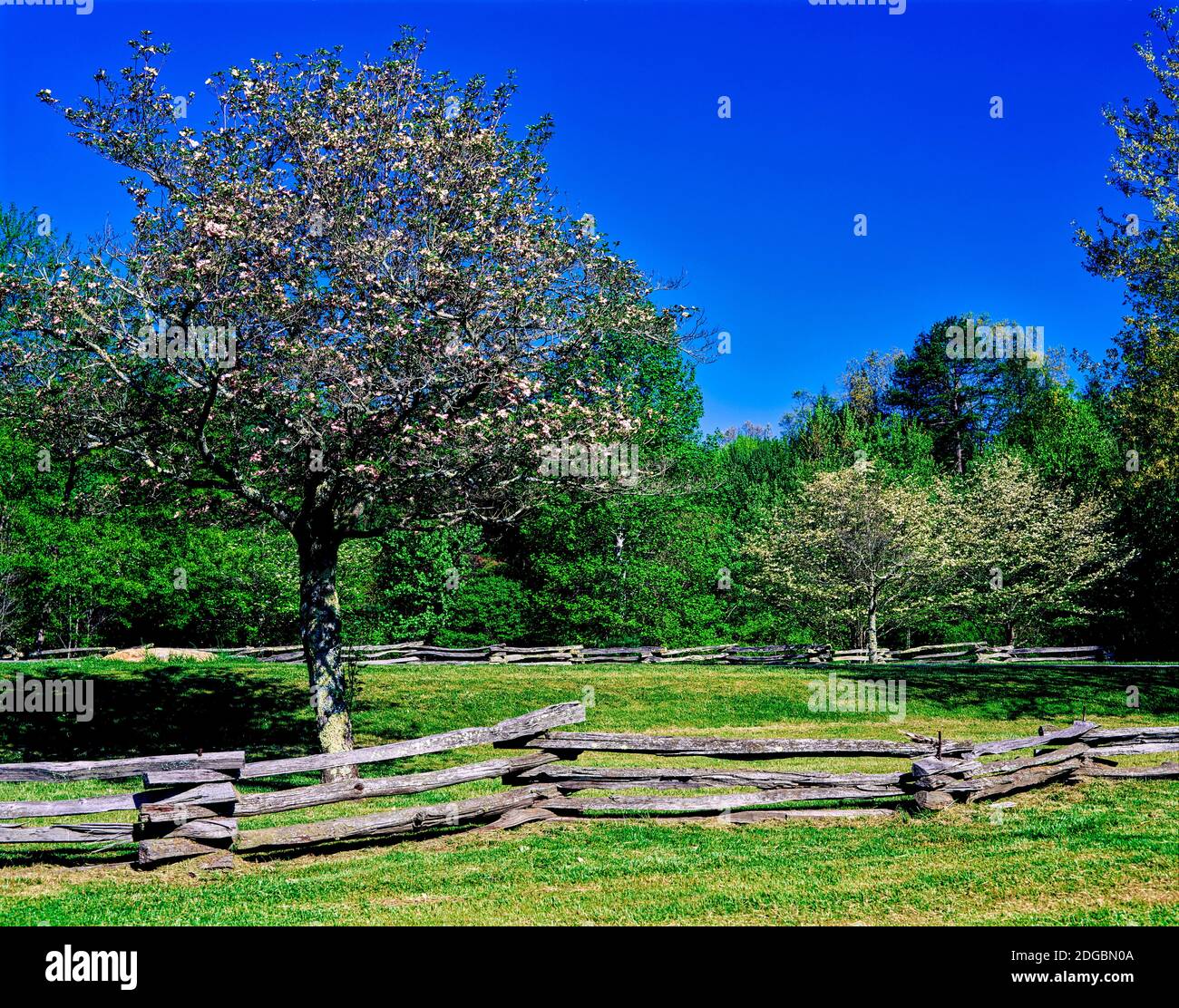 Alberi in fiore in fattoria, Davidson River Campground, Pigah National Forest, Brevard, Carolina del Nord, Stati Uniti Foto Stock