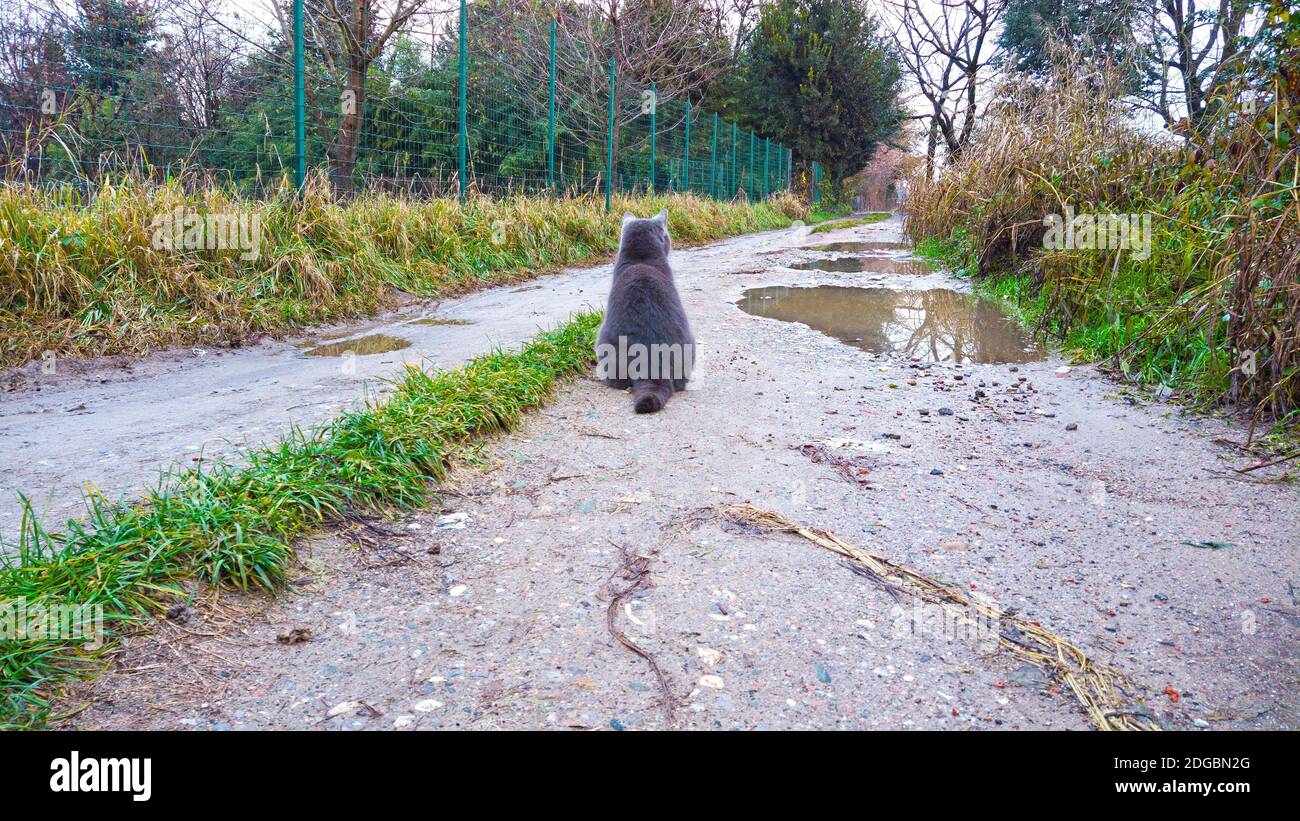 Adorabile gatto blu su una strada di campagna Foto Stock