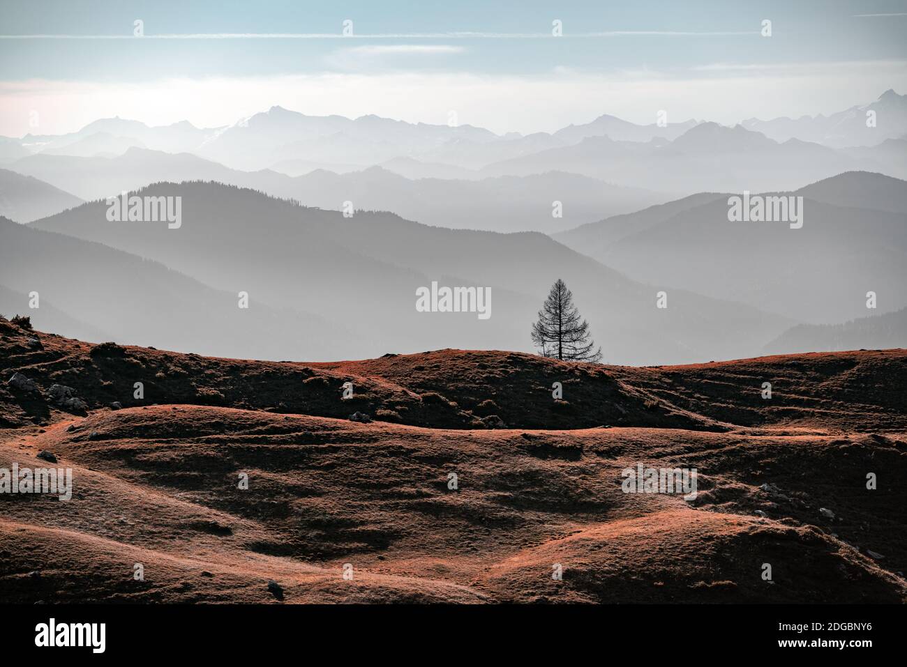 Lone tree in paesaggio alpino autunnale, Filzmoos, Salisburgo, Austria Foto Stock
