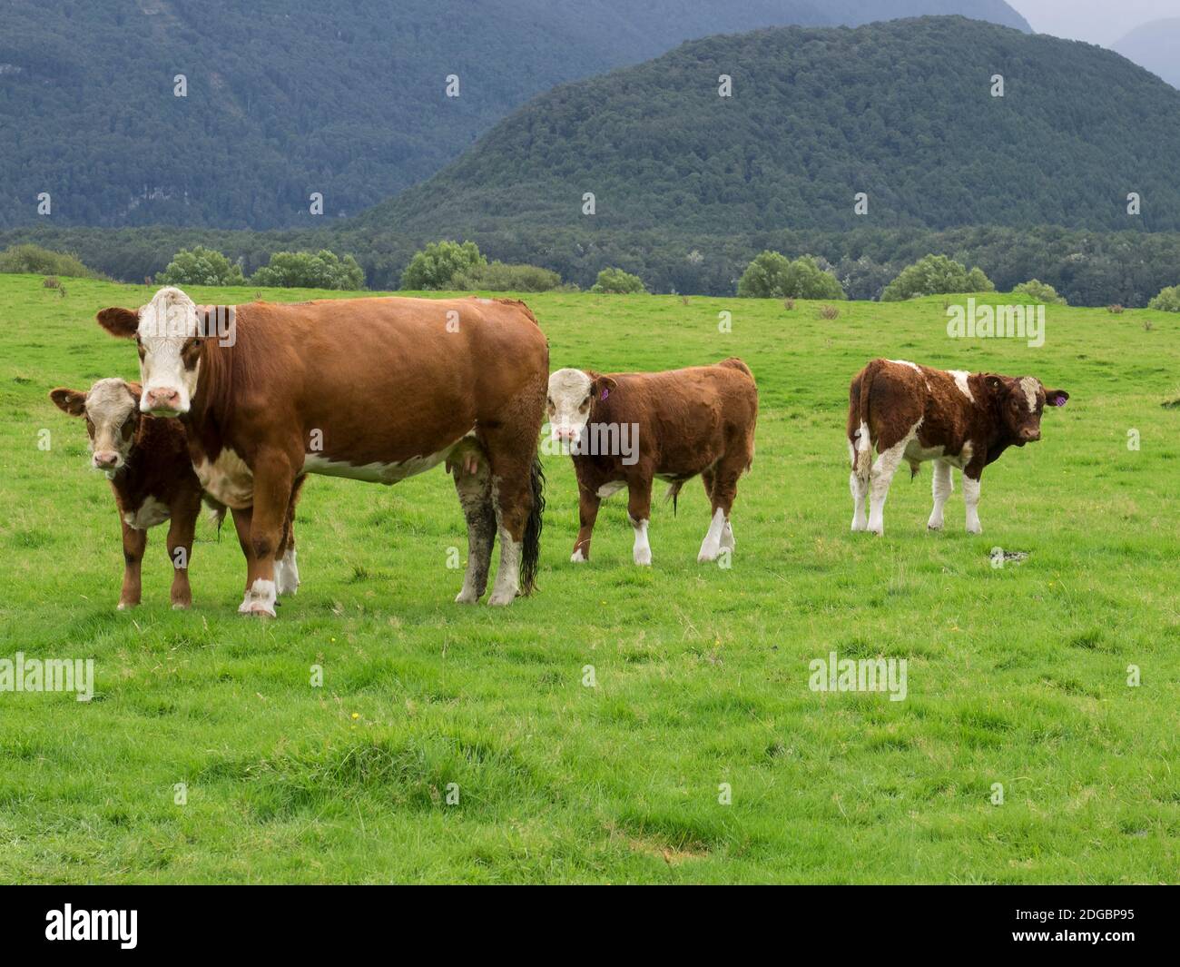Cattle in a Field, state Highway 6, Westland District, West Coast, South Island, Nuova Zelanda Foto Stock