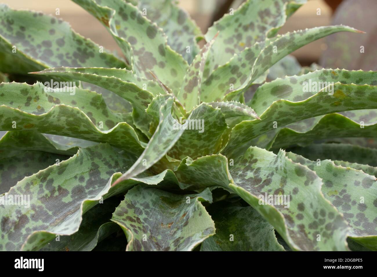 Dreadlock Agave, Foto Stock