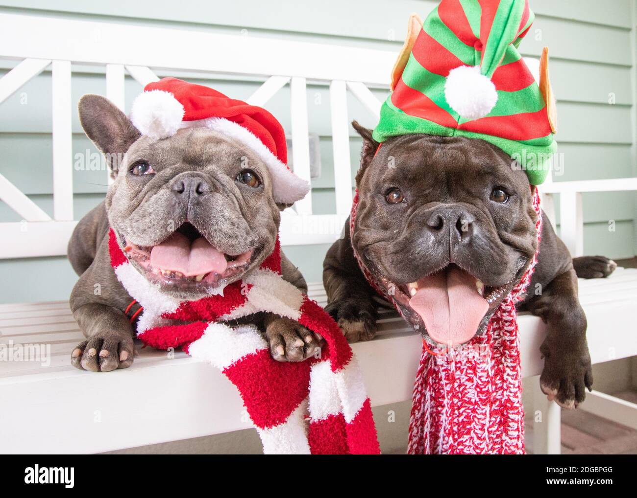 Ritratto di due bulldog francesi con cappelli e sciarpe natalizi su un banco Foto Stock