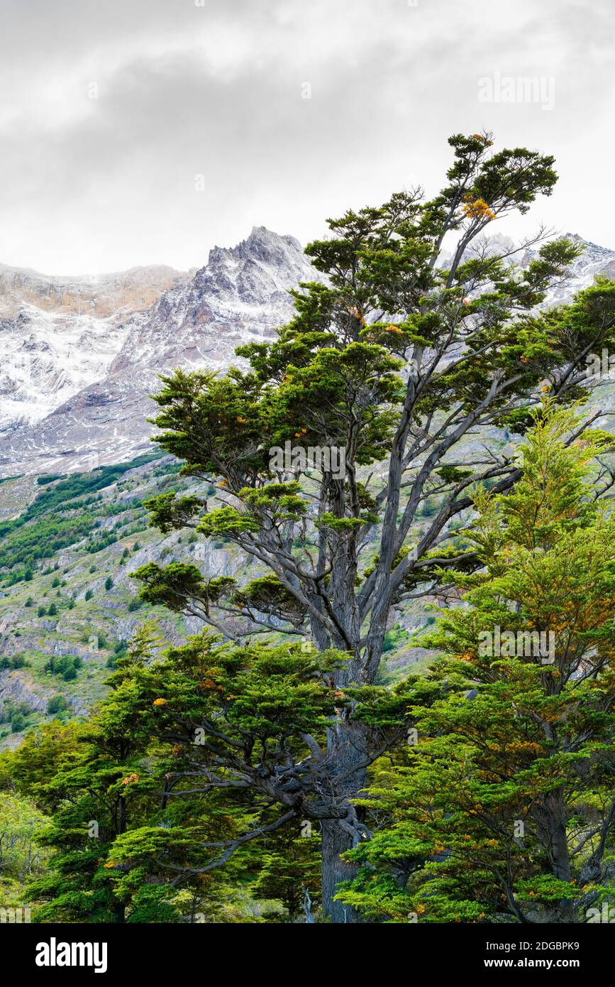 Paesaggio naturale al Parco Nazionale Torres del Paine nel Sud Patagonia cilena Foto Stock