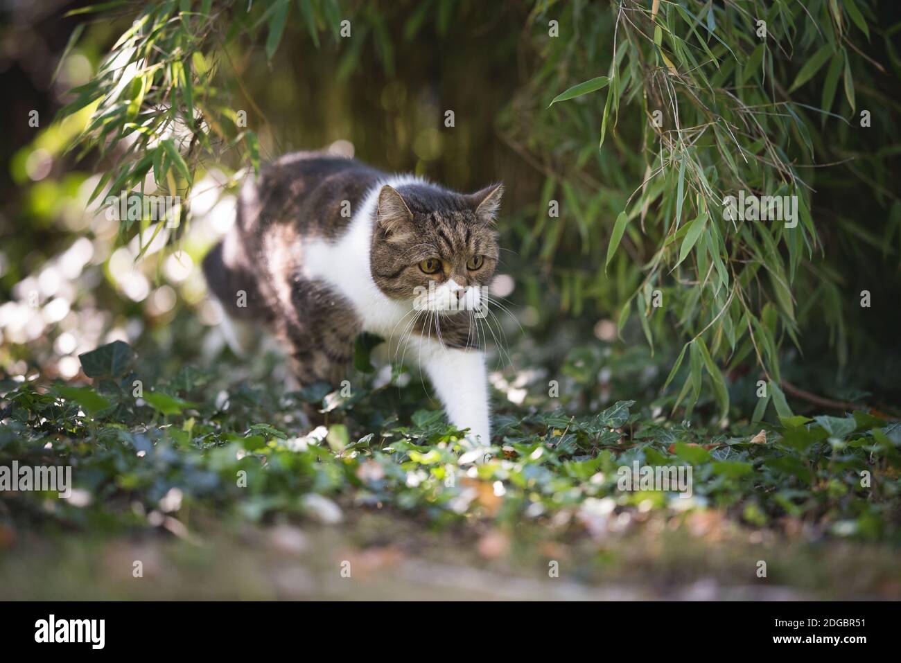 tabby gatto shorthair britannico bianco che cammina lungo la pianta di bambù dentro il giardino Foto Stock