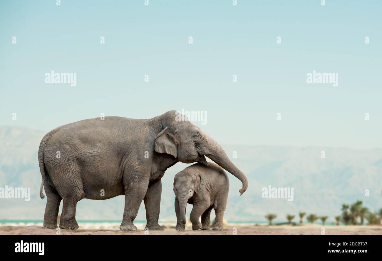 elephant madre e bambino su una natura con le montagne sopra sfondo Foto Stock