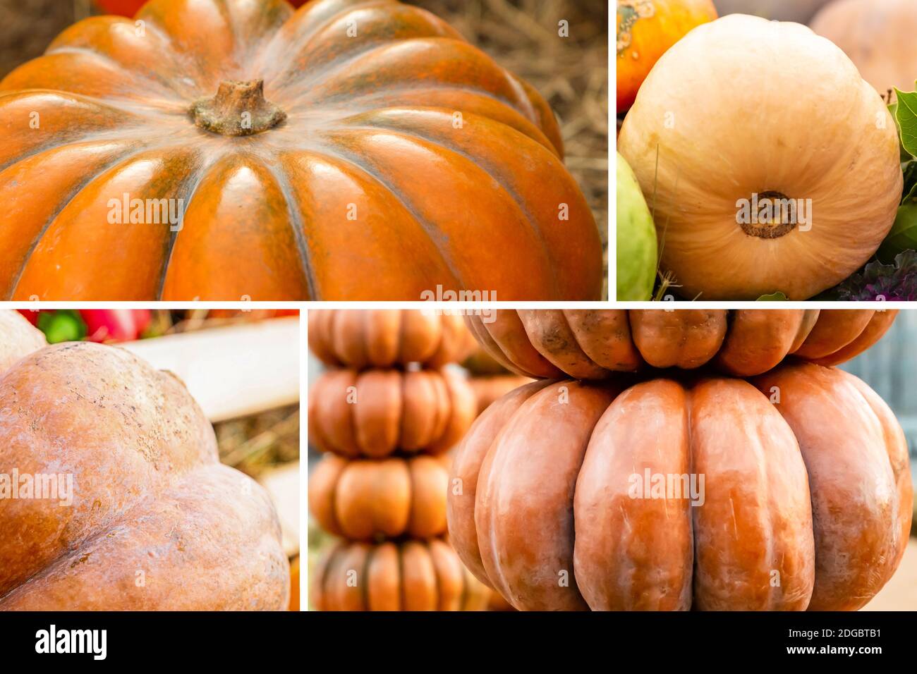 Modello di composizione di disegno dell'assortimento di zucca arancione d'autunno Foto Stock