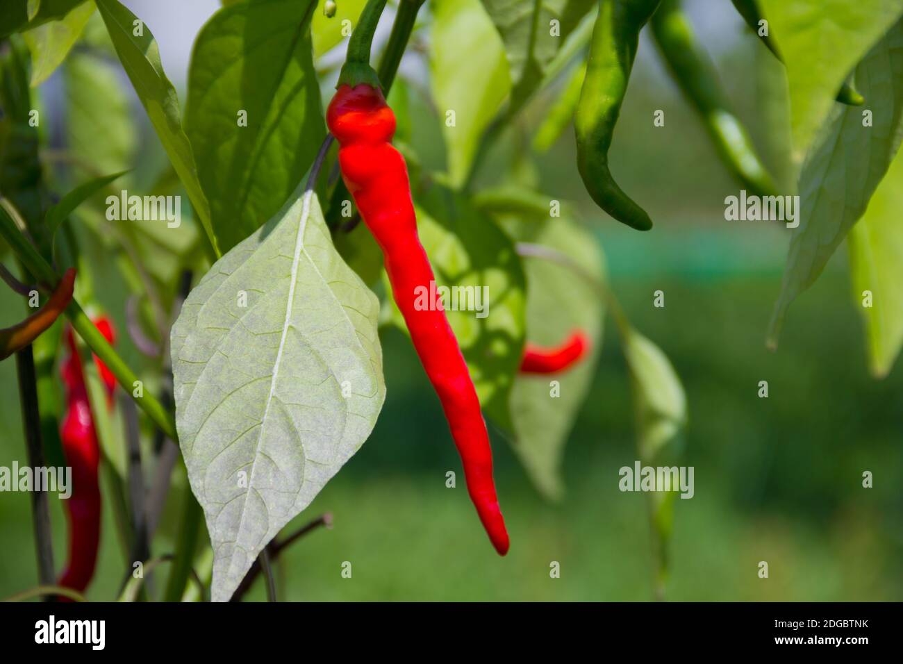 Capsicum caldo cile su un cespuglio con foglia verde dentro il giardino Foto Stock