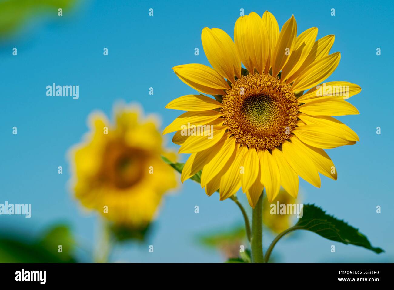 Primo piano di due girasoli in un campo, Frisia orientale, bassa Sassonia, Germania Foto Stock