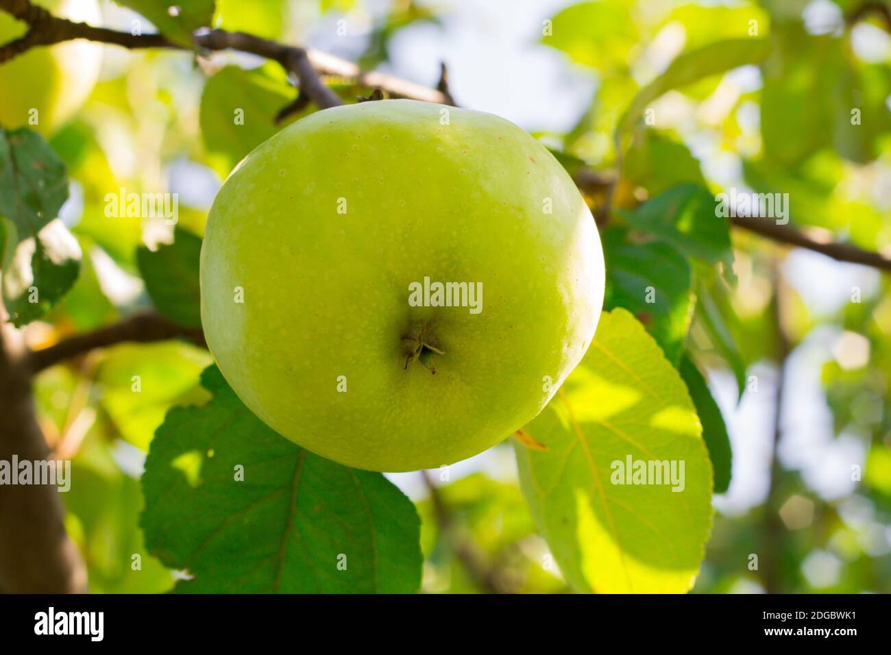 La mela verde matura sull'albero sotto il sole Foto Stock