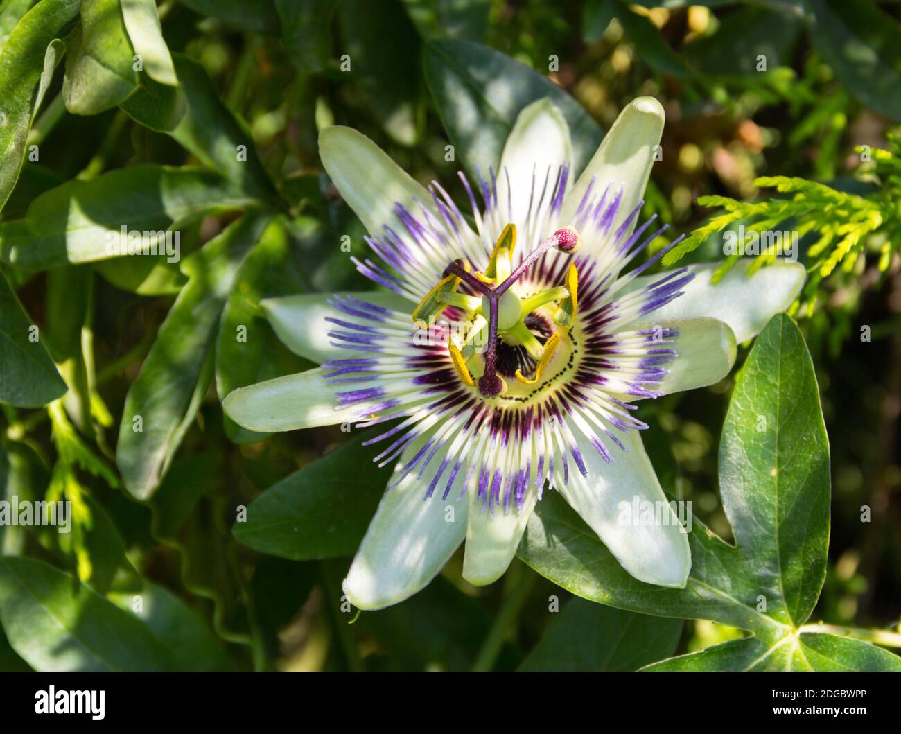 Lilla fiore bianco Passiflora closeup nelle foglie su a. giornata di sole all'arboreto Foto Stock