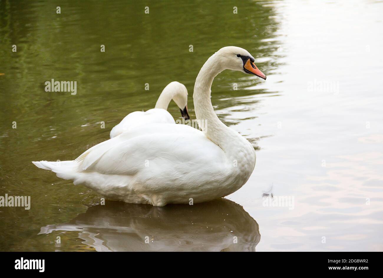 Due splendidi cigni bianchi selvatici che riposano sulla superficie calma della giornata d'autunno in acqua nel parco Foto Stock