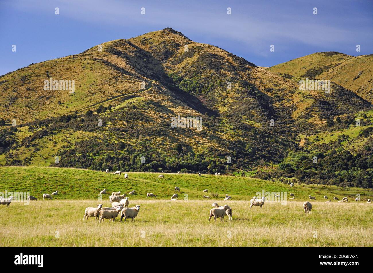 Pecore in campo, vicino Culverden, regione di Canterbury, Isola del Sud, Nuova Zelanda Foto Stock