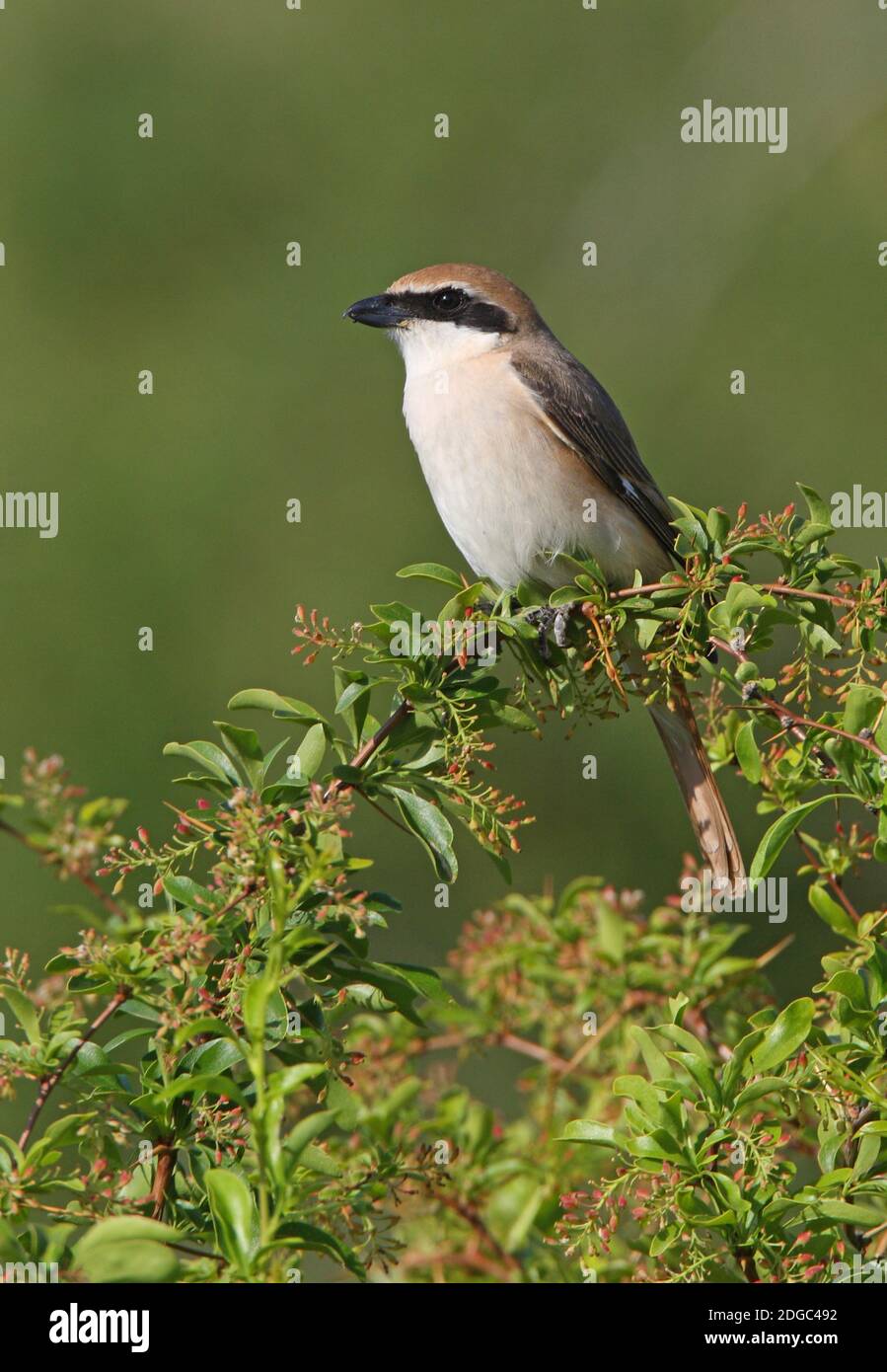 Turkestan Shrike (Lanius phoenicuroides) maschio arroccato sulla provincia di Bush Almaty, Kazakistan Giugno Foto Stock