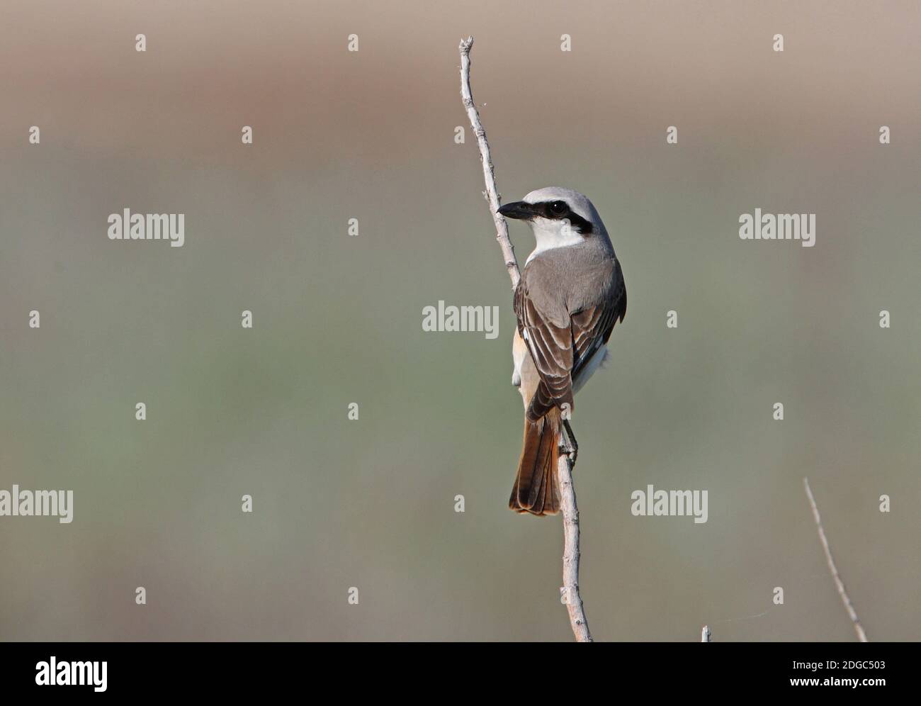 Turkestan Shrike (Lanius phoenicuroides) maschio 'karelini tipo' arroccato sulla provincia di Akmola, in Kazakistan Giugno Foto Stock