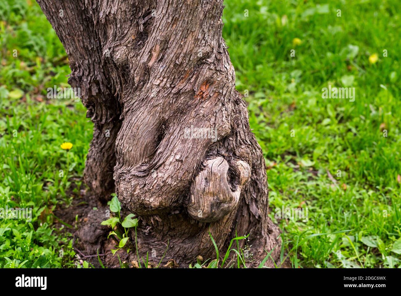 Tronco tortuoso e attorcigliato di un albero su uno sfondo di prati verdi Foto Stock