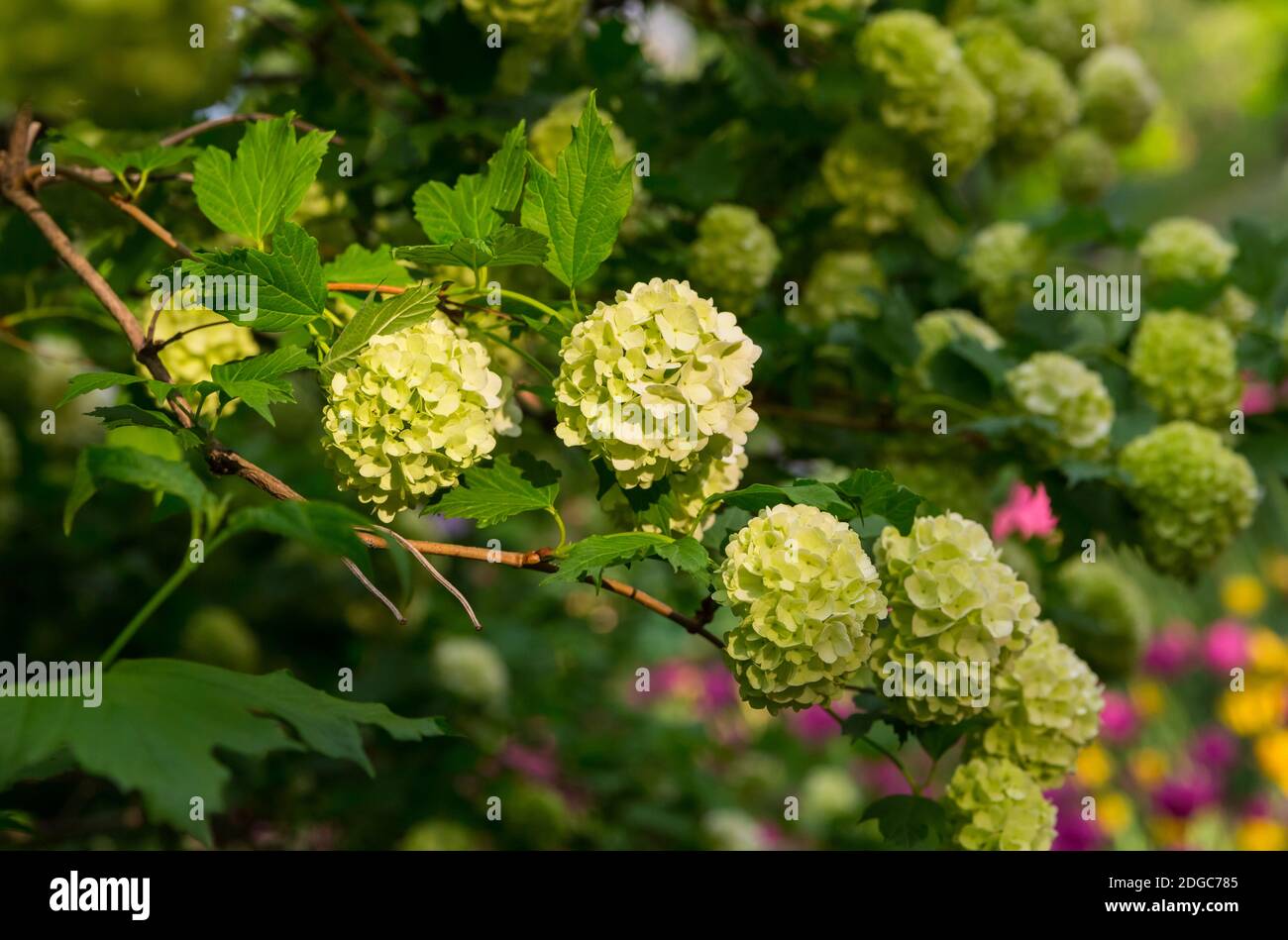 Ramo di un insieme bianco di idrangea albero di mazzi di fiori petali verde pallido Foto Stock