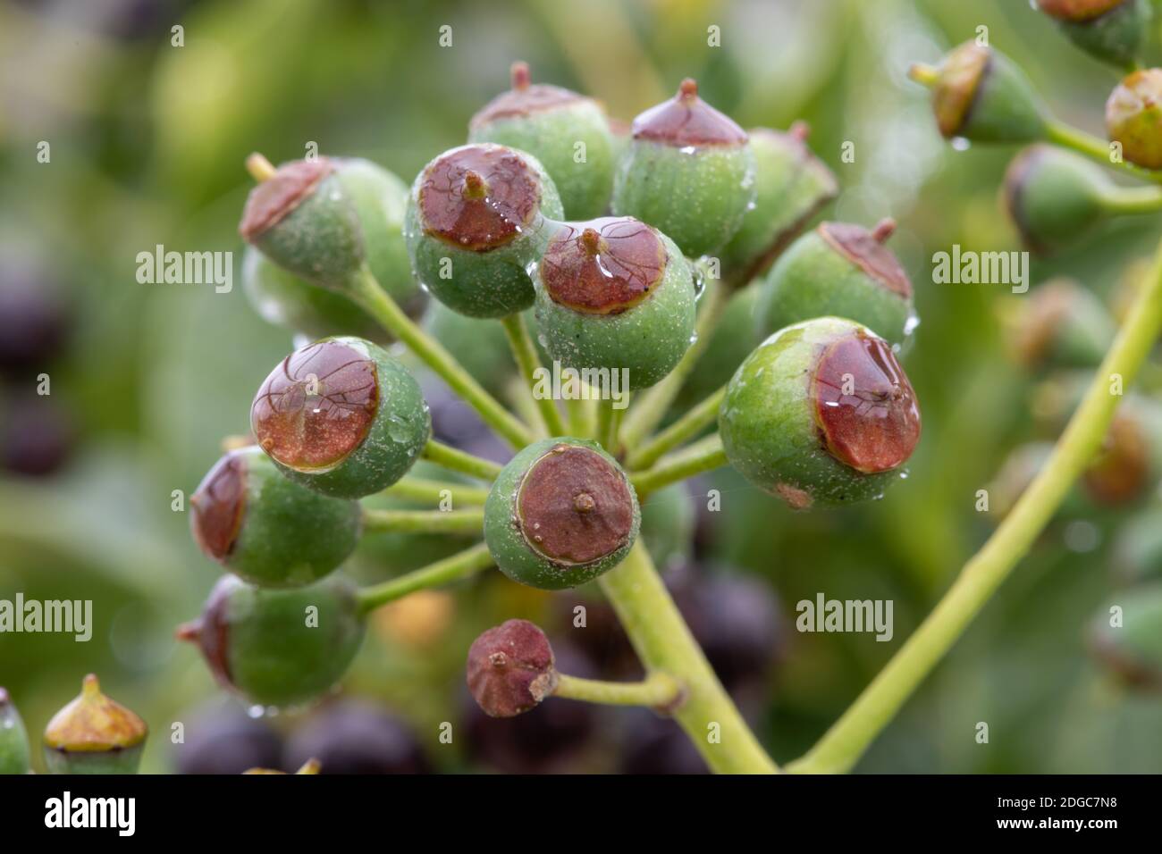 Primo piano di bacche comuni di edera (hedera Helix) immature Foto Stock