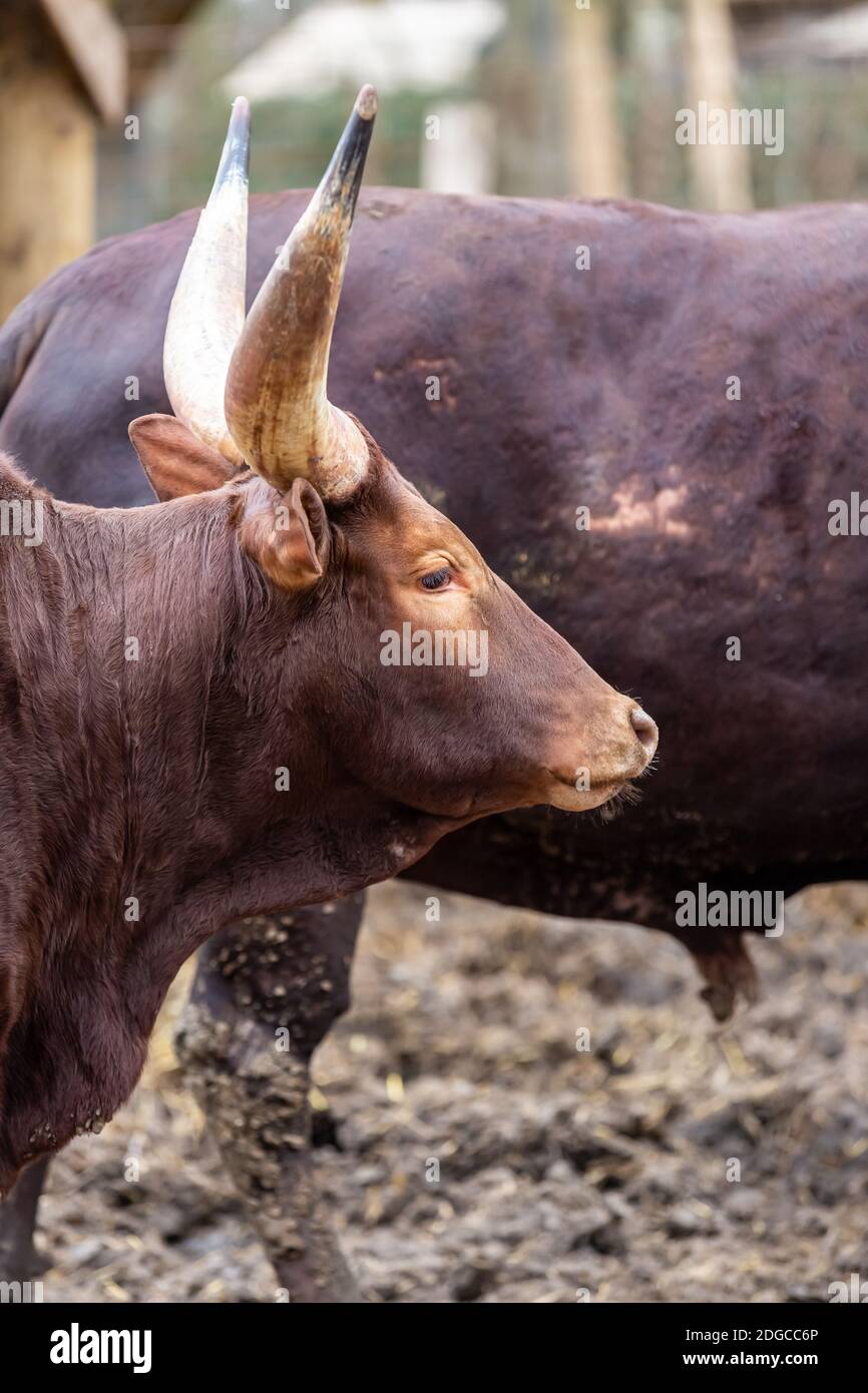 toro watussi marrone scuro con corna affilata e grande primo piano foto verticale Foto Stock