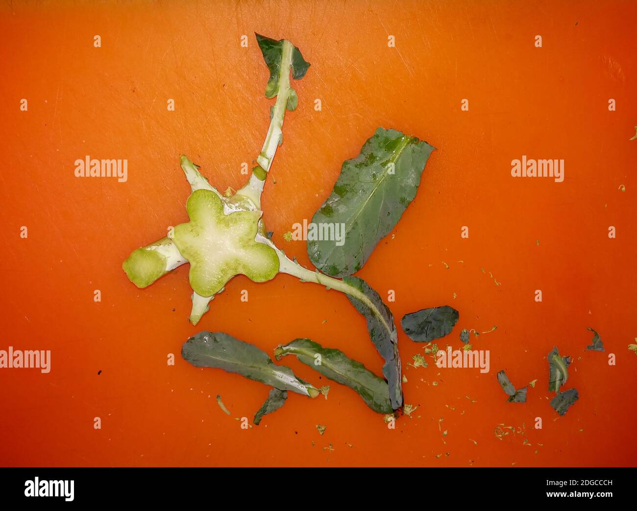 La fine di una corona di broccoli tagliata a New York. (© Richard B. Levine Foto Stock