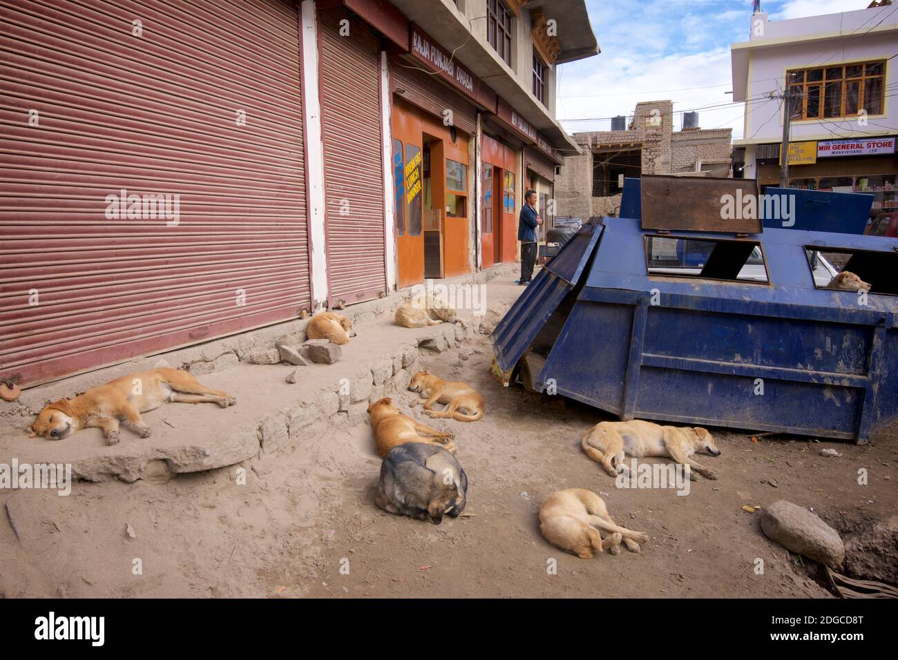 Pacchetto di cani urbani che dormono su una strada Leh nel bel mezzo della giornata. Leh, Ladakh, Jammu e Kashmir, India Foto Stock