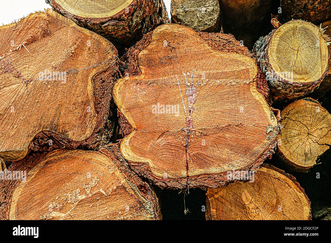 Sfondo gelificato marrone tronchi fine del tronco modello segheria materiali da costruzione Foto Stock