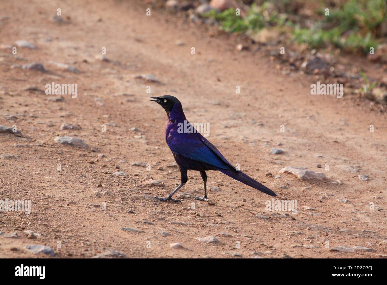 Uccello Tanzania Foto Stock