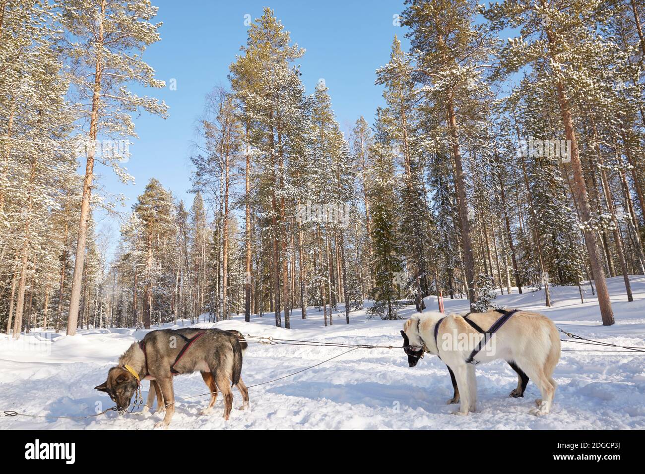 Husky Sleigh Ride in Forest Landscape a Lapponia, Finlandia Foto Stock