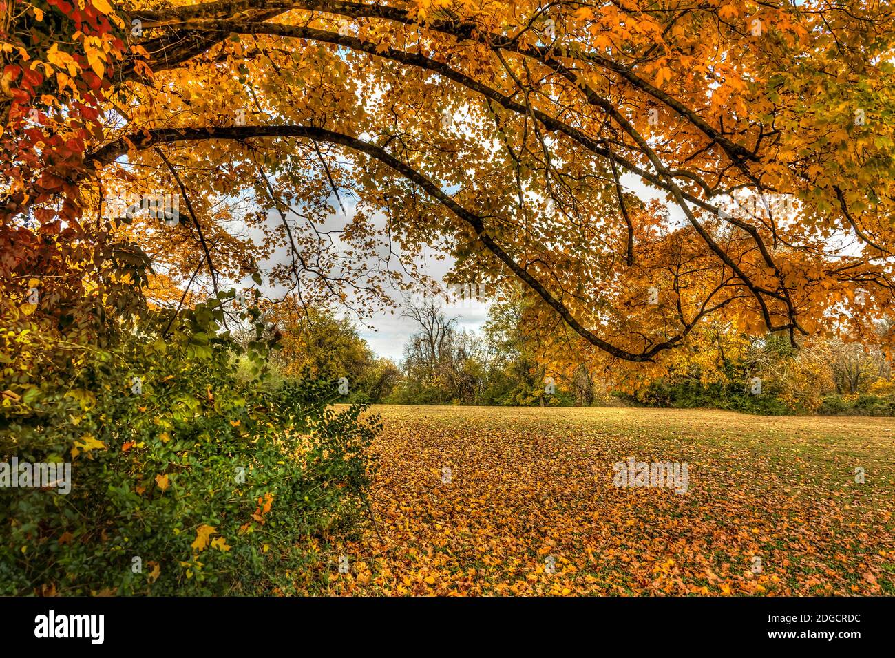 I bei colori dell'autunno. Foto Stock