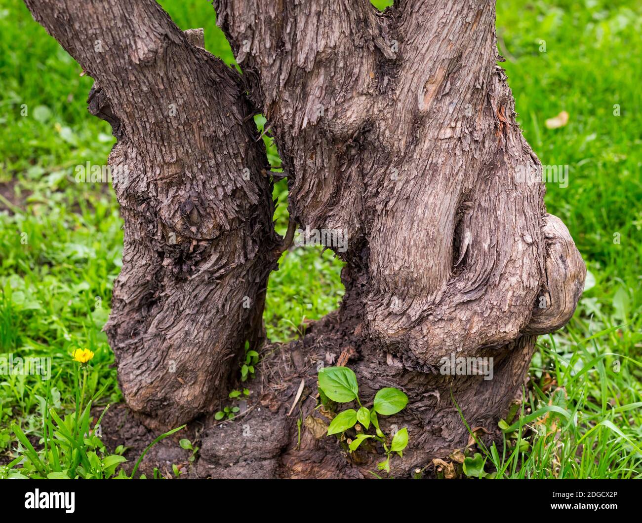 Magico vecchio albero branchy piegato con una corteccia marrone sopra uno sfondo di erba verde Foto Stock