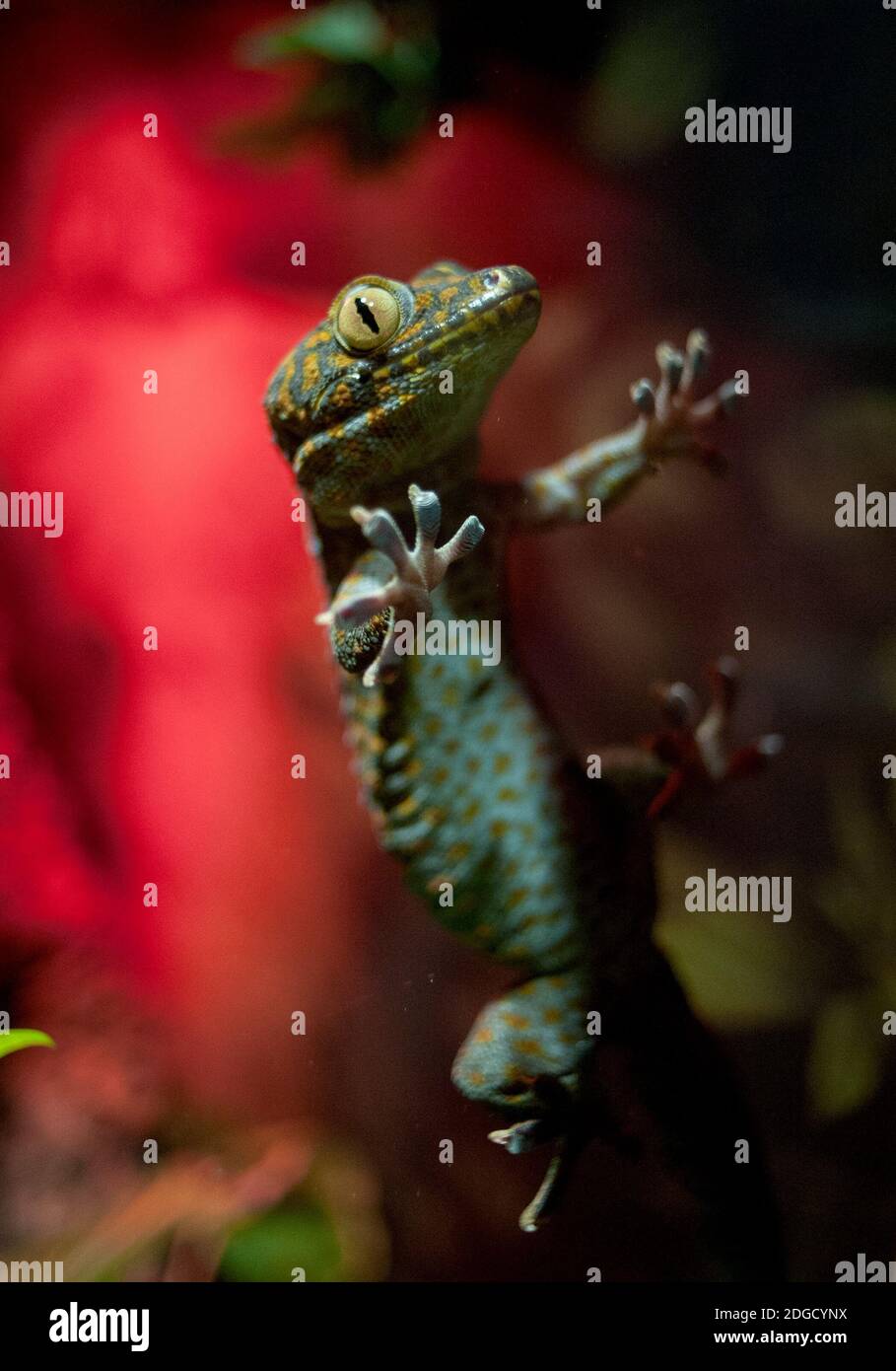 Vino di Tokay gecko Foto Stock