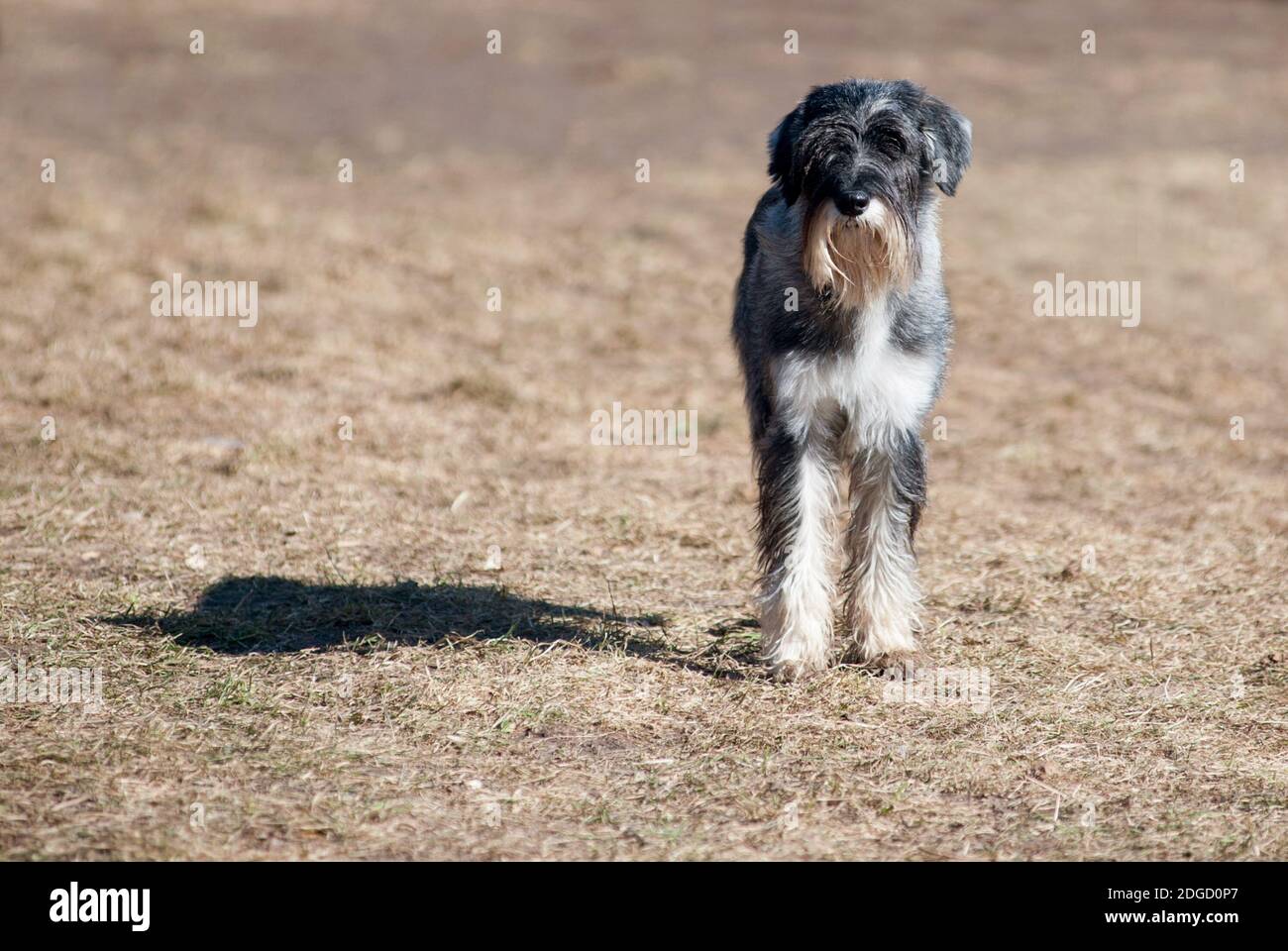 mittelschnauzer Foto Stock