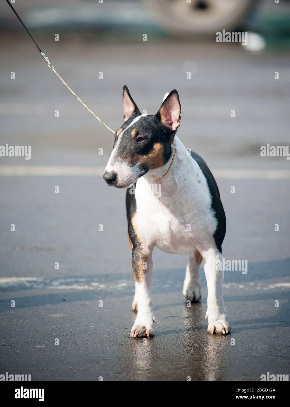 terrier in miniatura tricolore Foto Stock