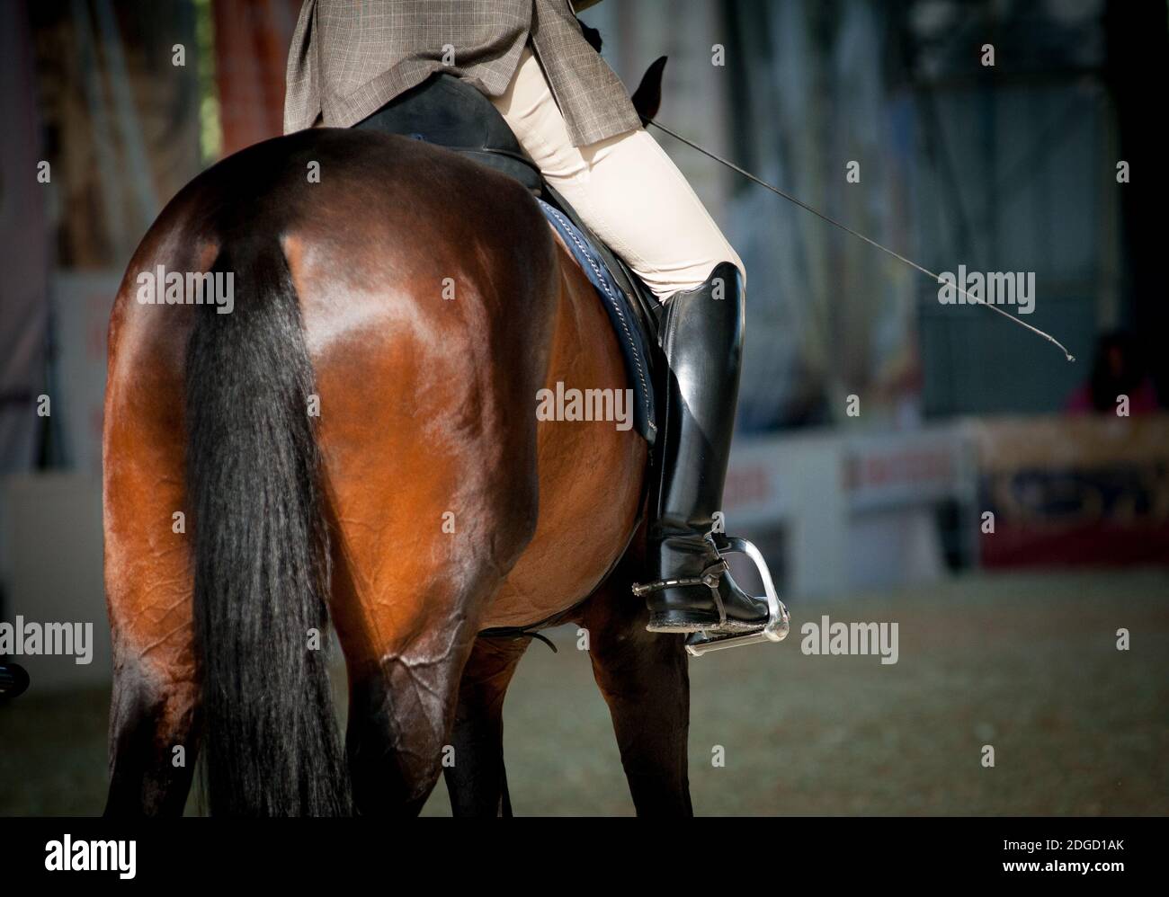 cavalcare su un cavallo Foto Stock