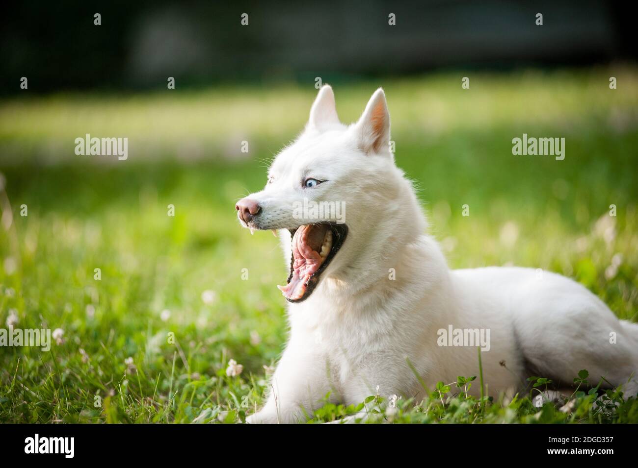 divertente cane da sbadigliare Foto Stock
