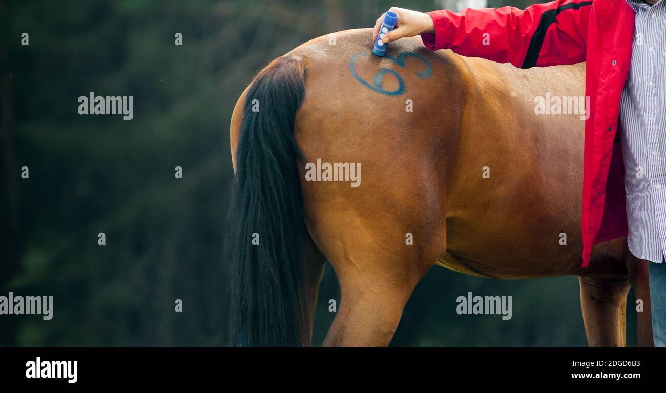 Veterinario fa la marcatura su un cavallo a veterniariano di equestre evento Foto Stock