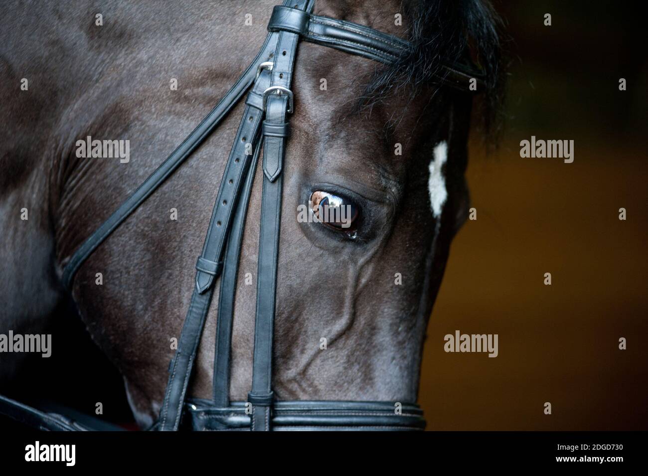 primo piano del cavallo Foto Stock