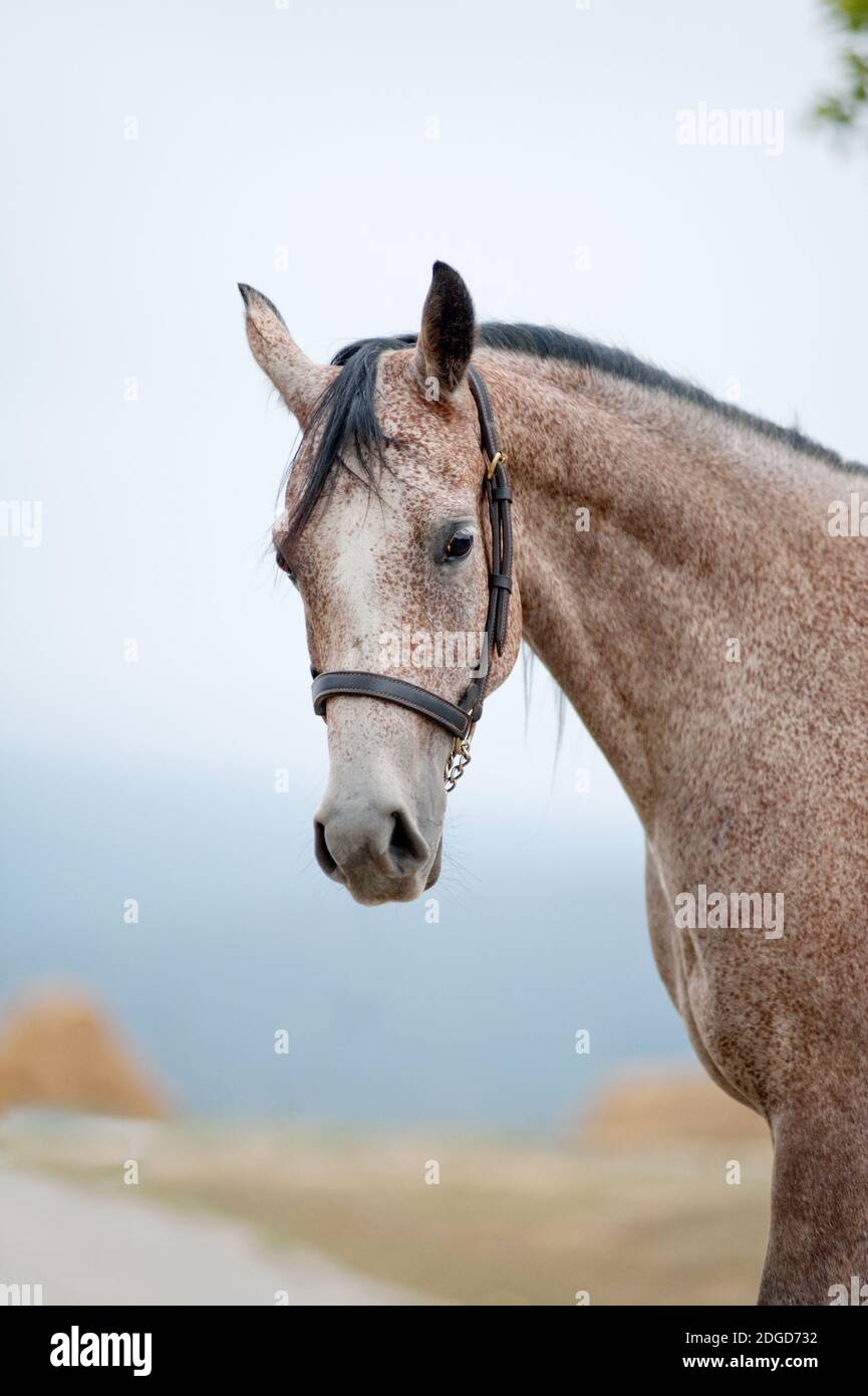 cavallo arabo in montagna Foto Stock