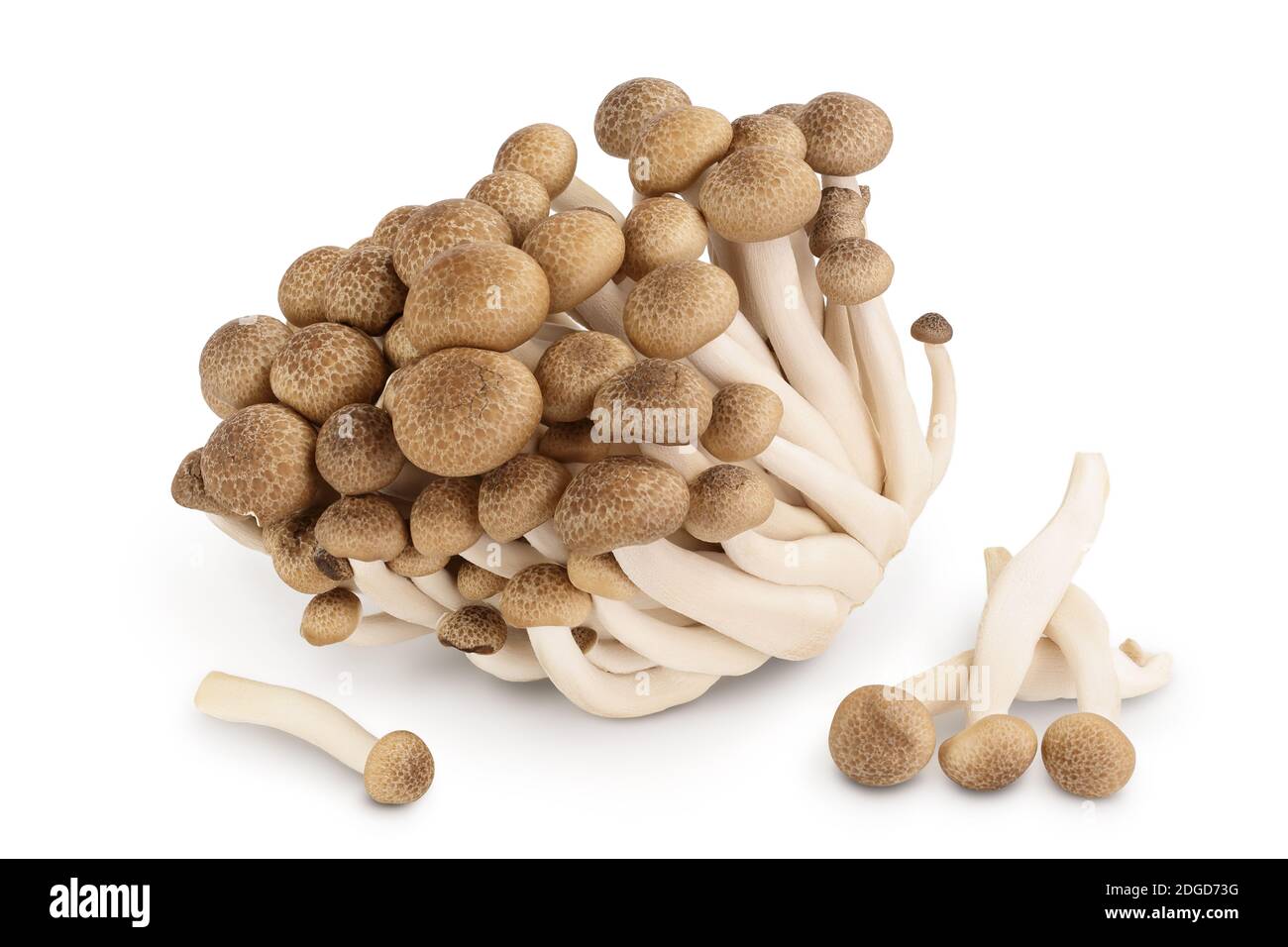 Funghi di faggio marroni o funghi Shimeji isolati su sfondo bianco con percorso di ritaglio e profondità di campo completa. Foto Stock