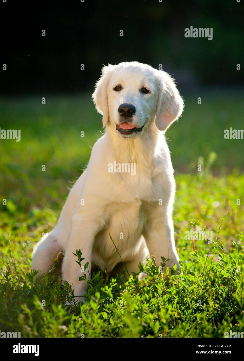 Golden Retriever cucciolo Foto Stock Golden Retriever cucciolo Foto Stock