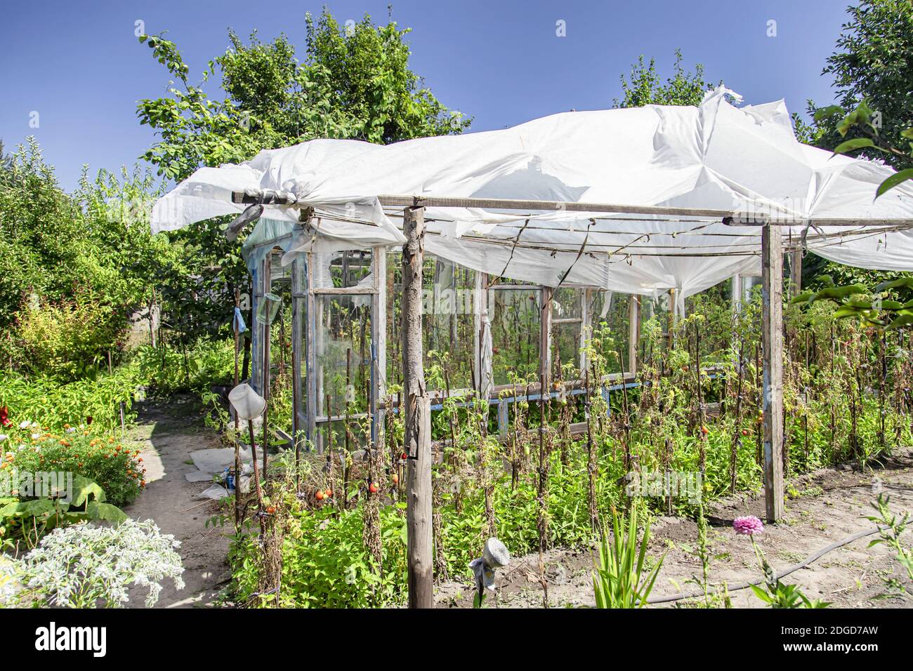 Terreno giardino nella campagna russa con alberi e verdure Foto Stock