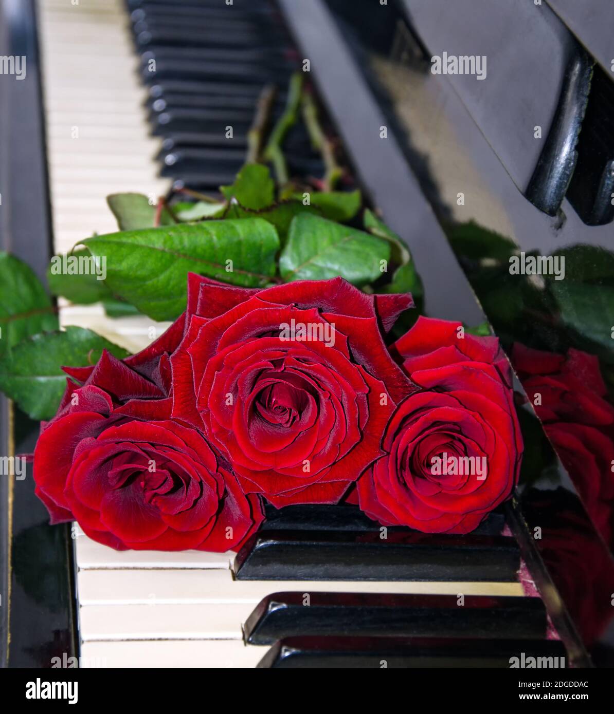 bouquet di rose rosse sulle chiavi del piano, fiori da vicino Foto Stock