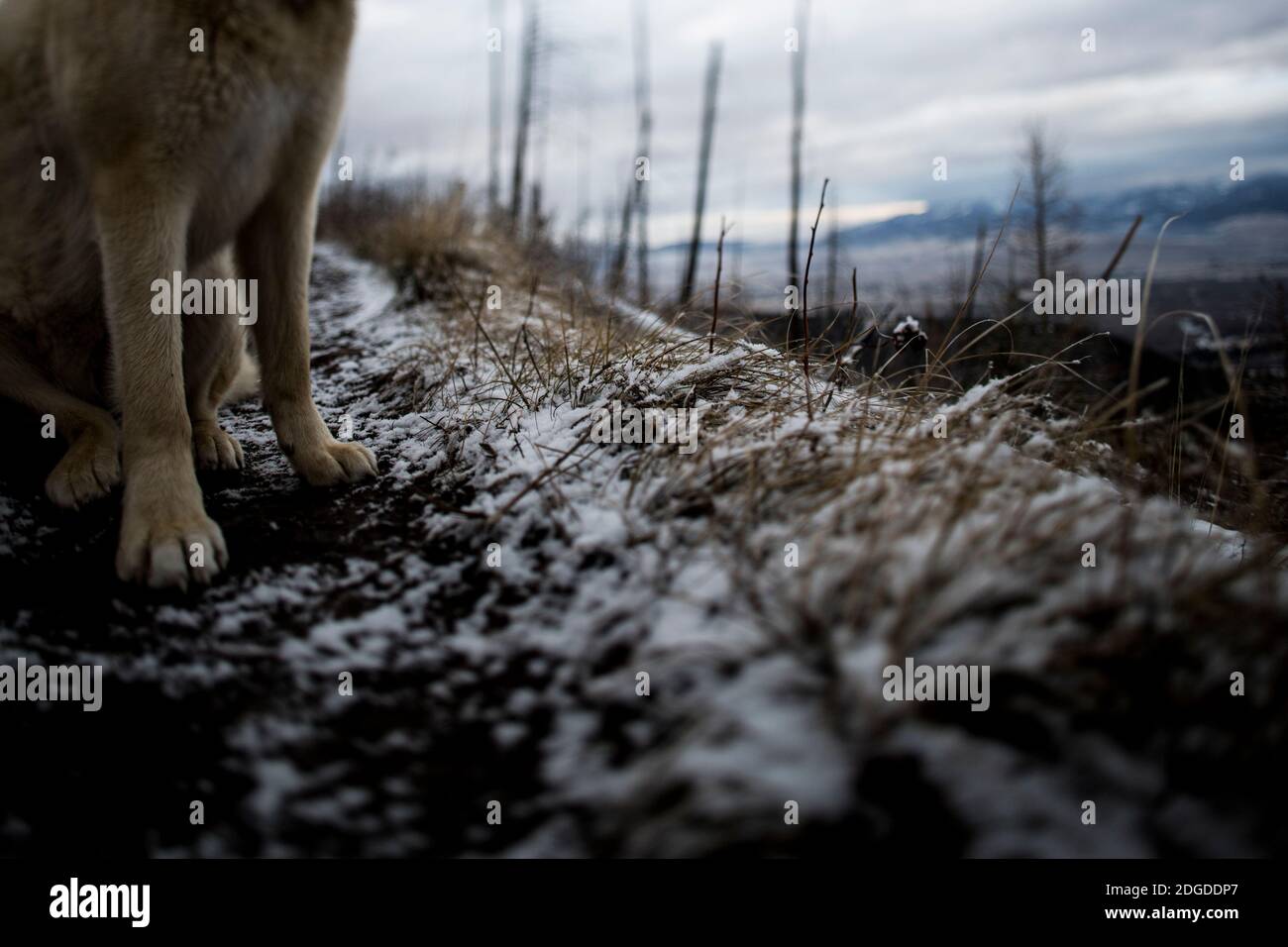 Il cane pende su un sentiero fangoso innevato Foto Stock
