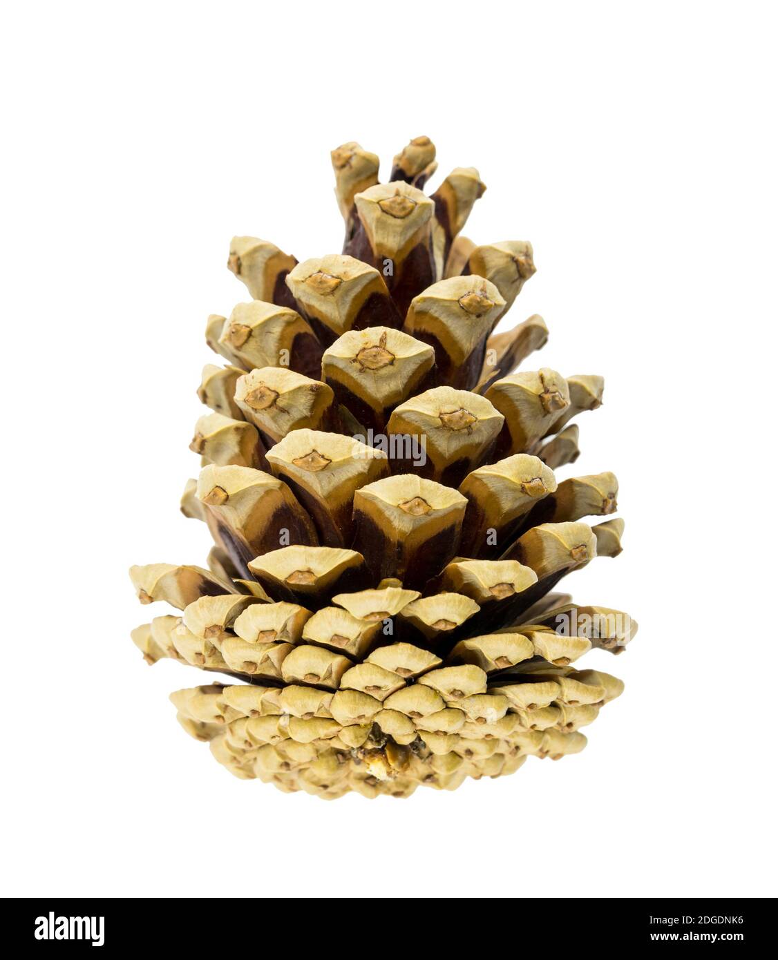 Voluminoso cono marrone naturale di conifere primo piano su sfondo bianco, elemento di decorazione e. Foto Stock