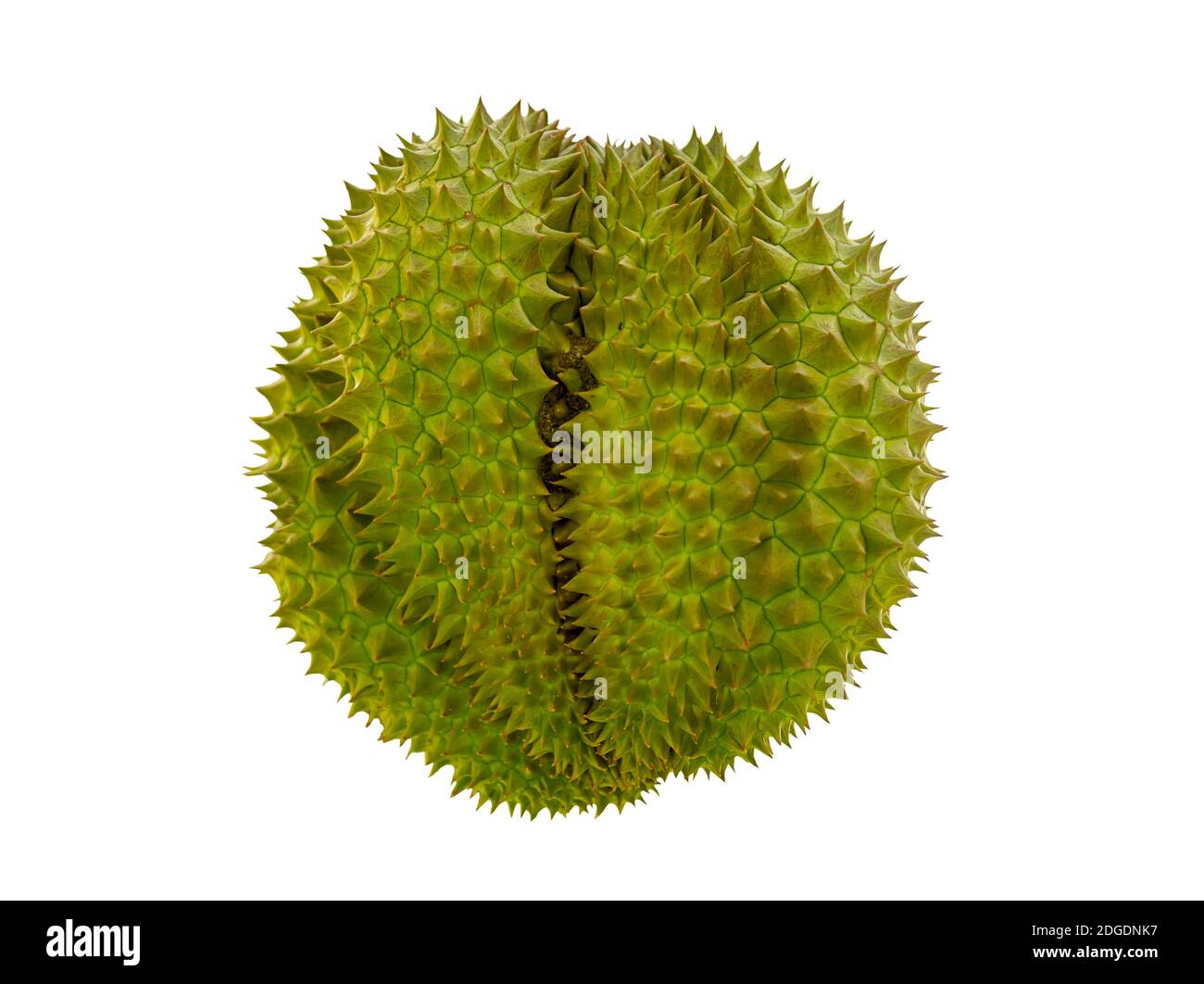 Spinosi freschi durian, frutta lobata grande, pianta fortemente odorante su uno sfondo bianco isolato Foto Stock