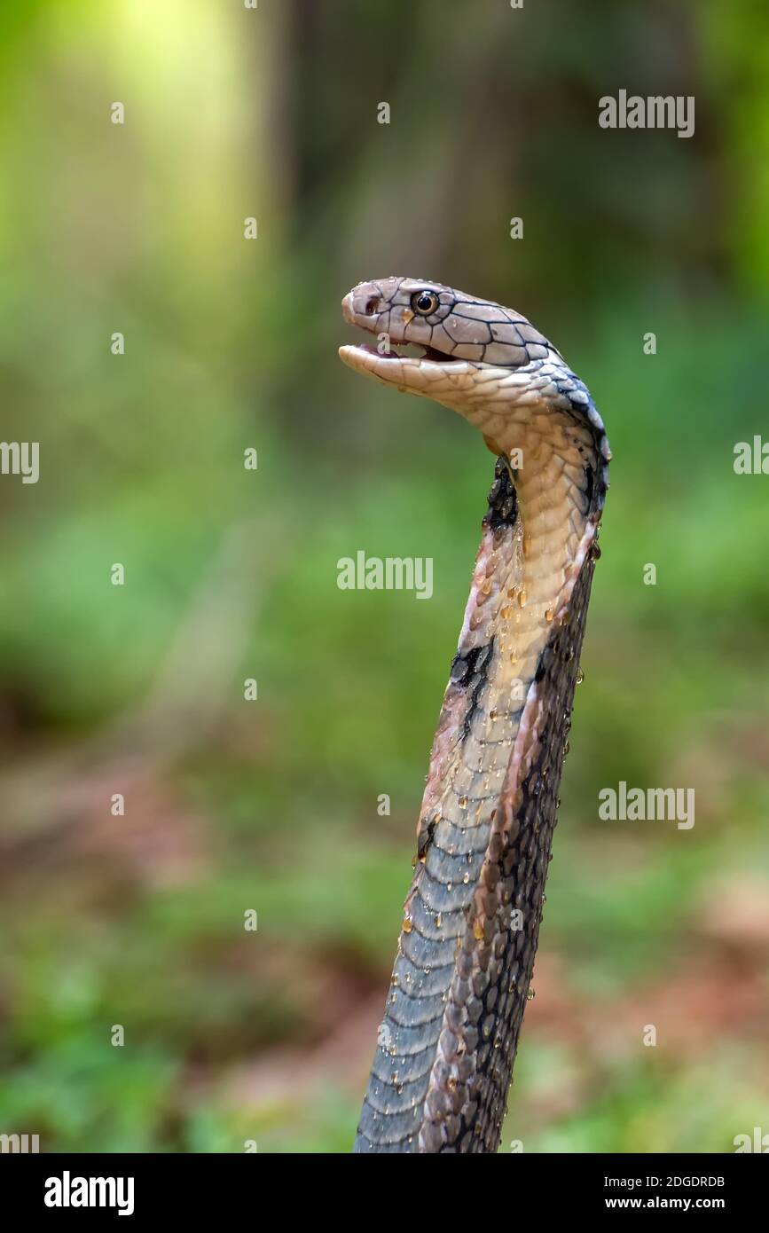 I volti del re cobra (Ophiophagus hannah), serpente venomoso Foto Stock