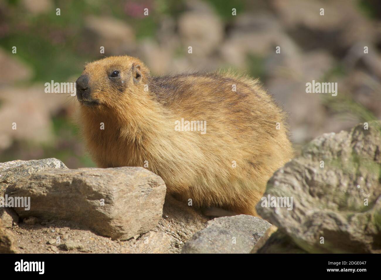 Marmotta dell'Himalaya nella valle del Suru vicino a Rangdum, Jammu e Kashmir, Ladakh, India Foto Stock