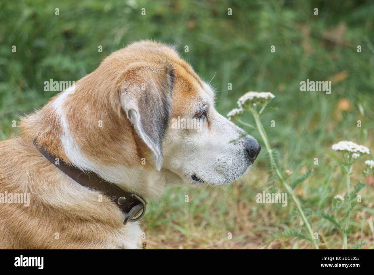 Beagle ritratto di cane ibrido in giardino con erba sullo sfondo Foto Stock