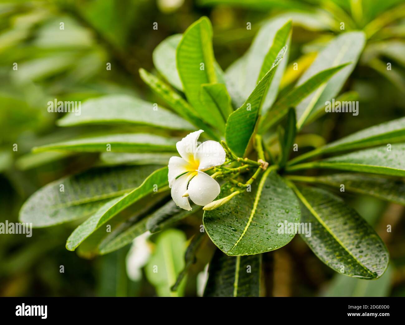 Fiore bianco di plumeria tropicale, pianta nazionale di Bali e Laos, sullo sfondo di lar verde Foto Stock