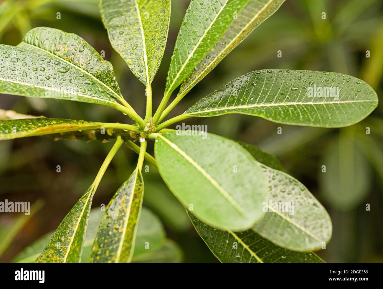 Lunghe foglie di plumeria verde scuro (frangipani) ricoperte di rugiada si chiude da vicino Foto Stock