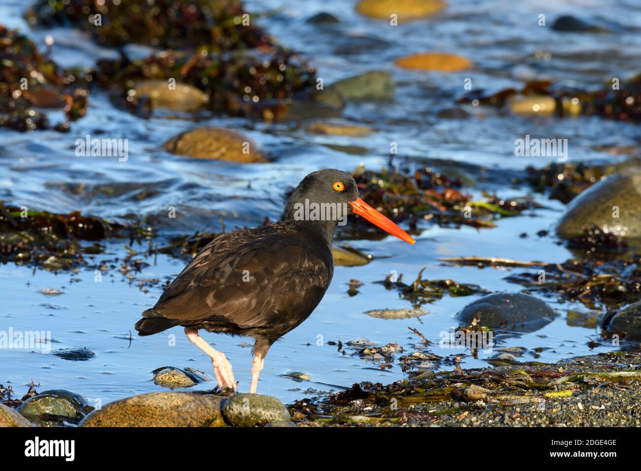 Oyster catcher con becco arancione e piedi rosa Foto Stock